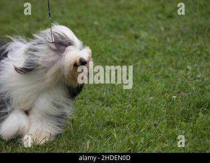 Bearded capelli del cane del Collie che galleggiano intorno Foto Stock