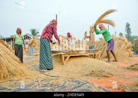 Il metodo di trebbiatura del paddy mostrato in questa figura è laborioso e vecchio. Questo metodo di trebbiatura del riso richiede molta più gente e richiede più tempo Foto Stock