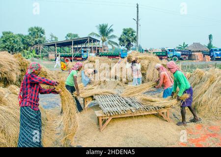 Il metodo di trebbiatura del paddy mostrato in questa figura è laborioso e vecchio. Questo metodo di trebbiatura del riso richiede molta più gente e richiede più tempo Foto Stock