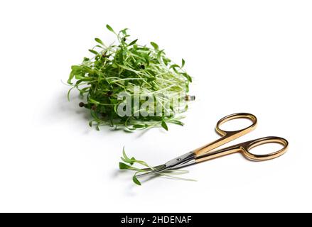 Un mucchio di semi di coriandolo germogliato isolato su bianco. Microgreens di coriandolo. Foto Stock