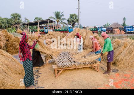 Il metodo di trebbiatura del paddy mostrato in questa figura è laborioso e vecchio. Questo metodo di trebbiatura del riso richiede molta più gente e richiede più tempo Foto Stock