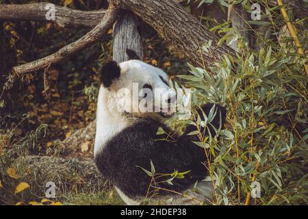 Panda Yang Yang mangia bambù allo Zoo di Schonbrunn Foto Stock