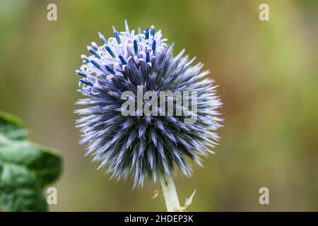 Singolo fiore blu spiky di Echinops ritro che entra in fiore.. Foto Stock