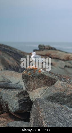 Colpo verticale di un gabbiano in piedi su una roccia Foto Stock