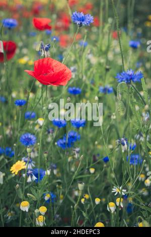 Fiori selvatici in fiore, Gloucestershire, Regno Unito Foto Stock