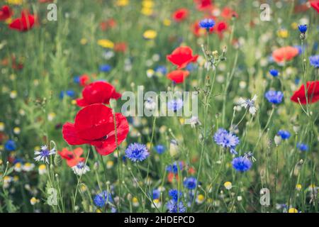 Fiori selvatici in fiore, Gloucestershire, Regno Unito Foto Stock