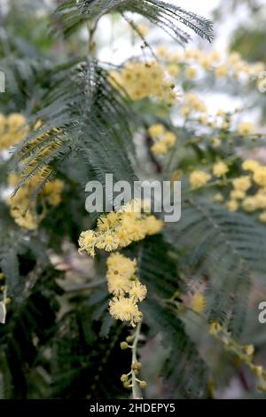 Acacia dealbata Mimosa – fiori gialli sferici e foglie verdi bipinnate grigie, gennaio, Inghilterra, Regno Unito Foto Stock