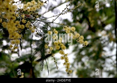 Acacia dealbata Mimosa – fiori gialli sferici e foglie verdi bipinnate grigie, gennaio, Inghilterra, Regno Unito Foto Stock