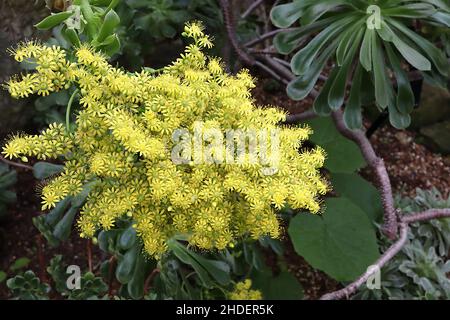 Aeonium arboreum albero aeonium – fitti grappoli di fiori gialli a margherita, foglie di spatola lucide, gennaio, Inghilterra, Regno Unito Foto Stock