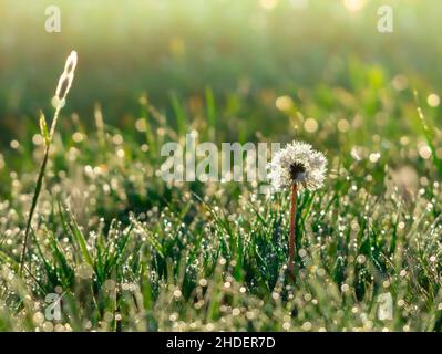 Dente di leone alla luce del mattino Foto Stock