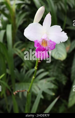 Arundina graminifolia bambù orchidea – tubolare fiori bianchi con labbro viola profondo, foglie lineari di verde medio, steli alti tipo rosso, gennaio, Inghilterra, Regno Unito Foto Stock