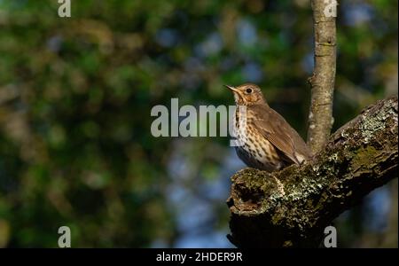 Canzone mughetto seduto sul ramo albero Foto Stock