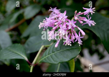 Fucsia arborescens albero fucsia – stella-a forma di fiori rosa chiaro e ellittico verde scuro lucido foglie, gennaio, Inghilterra, Regno Unito Foto Stock