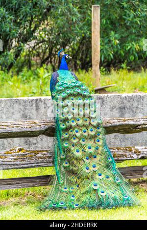 Scatto verticale di un bel pavone in piedi su una recinzione di legno con verde che lo circonda Foto Stock