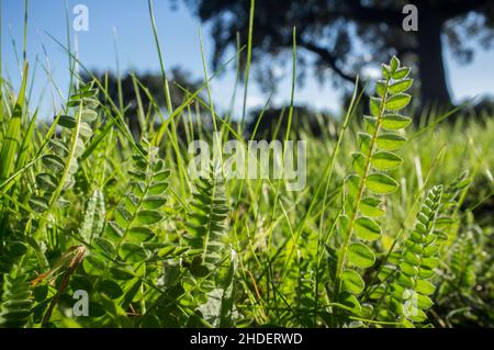 Astragalus che cresce nei prati invernali della foresta di dehesa. Primo piano Foto Stock