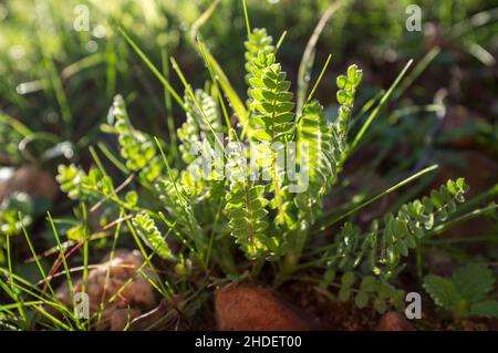 Astragalus che cresce nei prati invernali della foresta di dehesa. Primo piano Foto Stock