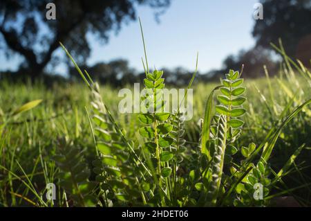 Astragalus che cresce nei prati invernali della foresta di dehesa. Primo piano Foto Stock