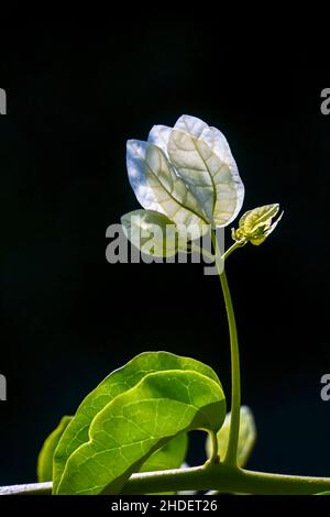 I fiori bianchi di un bush Bougainvillea si avvicinano su sfondo nero Foto Stock