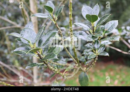 Ilex aquifolium ‘Ciliata Major’ agrifoglio Ciliata Major – foglie di verde scuro lucido con punte rivolte in avanti, gennaio, Inghilterra, Regno Unito Foto Stock