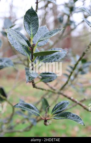 Ilex aquifolium ‘Ciliata Major’ agrifoglio Ciliata Major – foglie di verde scuro lucido con punte rivolte in avanti, gennaio, Inghilterra, Regno Unito Foto Stock