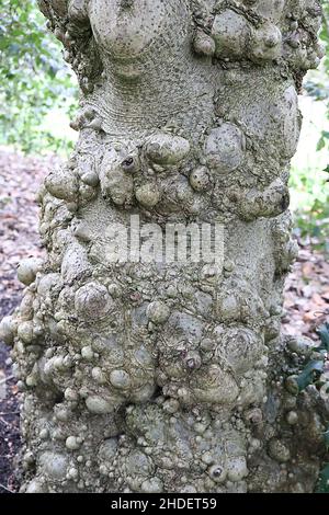Ilex aquifolium «Ciliata Major» Holly Ciliata Major - coralli circolari e corteccia snocciolata, gennaio, Inghilterra, Regno Unito Foto Stock