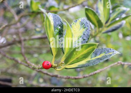 Lex aquifolium ‘Gold Flash’ Holly Gold Flash – bacche rosse lucide e foglie verdi scure con spruzzi d’oro e verde medio, gennaio, Inghilterra, Regno Unito Foto Stock