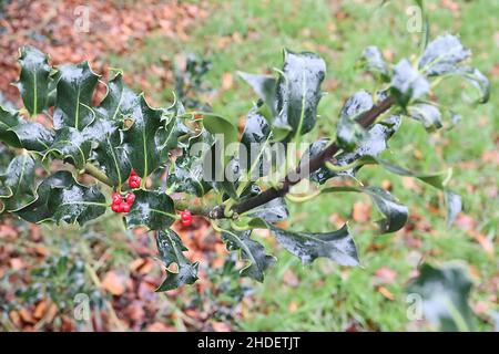 Ilex aquifolium «Latispina» agrifoglio Latispina – bacche rosse con centro ammaccato e foglie verdi scure lucide con margini ritorti e gialli, Regno Unito Foto Stock