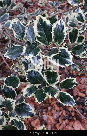 Ilex aquifolium ‘Silver Queen’ Holly Silver Queen – ovate foglie di verde scuro lucido con margini di crema pallido, gennaio, Inghilterra, Regno Unito Foto Stock