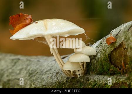 Dettagli funghi e primi piani nella foresta di faggio europea in autunno Foto Stock