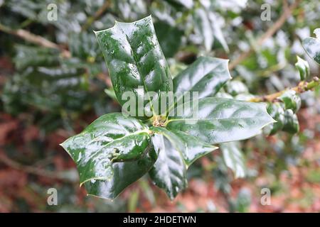 Ilex cornuta ‘Autumn Fire’ Holly Autumn Fire – lucide foglie verdi ricche a forma di cuneo con zeppa spiky, gennaio, Inghilterra, Regno Unito Foto Stock