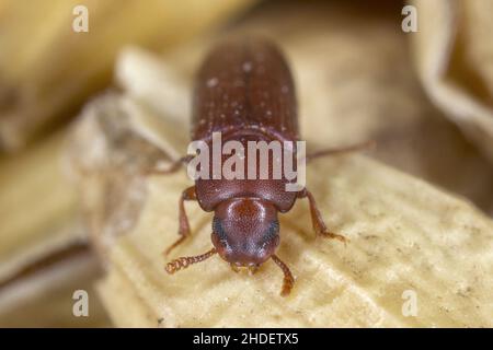 Il coleottero di farina rossa Tribolium castaneum sul grano d'orzo. Si tratta di un parassita mondiale di prodotti immagazzinati, in particolare cereali alimentari. Foto Stock