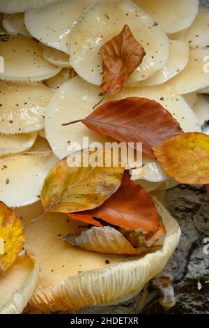 Dettagli funghi e primi piani nella foresta di faggio europea in autunno Foto Stock