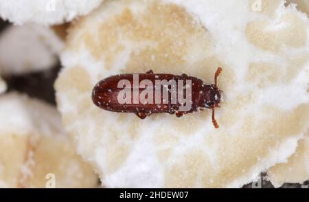 Il coleottero di farina rossa Tribolium castaneum. Si tratta di un parassita mondiale di prodotti immagazzinati, in particolare cereali alimentari. Foto Stock