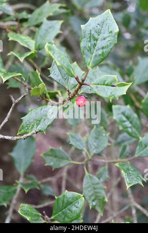 Ilex opaca American Holly – bacche rosse e foglie di verde medio opaco con margini spinosi, gennaio, Inghilterra, Regno Unito Foto Stock