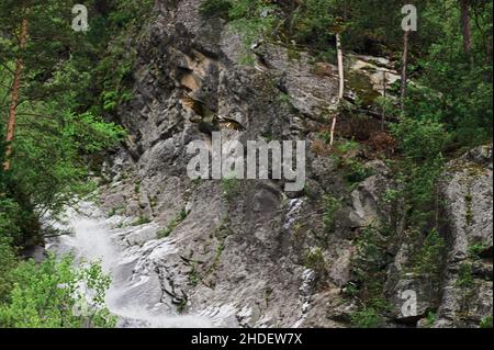 Aquila calva che vola sopra il canyon grande in estate Foto Stock