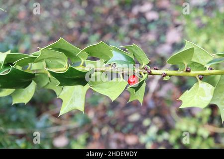 Ilex pernyi ??? Perny’s holly – singolare bacche rossa e piccole foglie di spinoso triangolari medio-verdi, gennaio, Inghilterra, Regno Unito Foto Stock