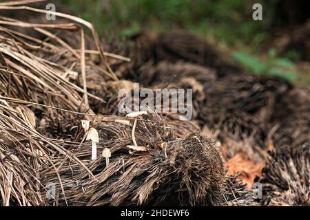 Germogli di funghi da mazzo di olio di palma decomposto. Punti di messa a fuoco selettivi. Sfondo sfocato Foto Stock