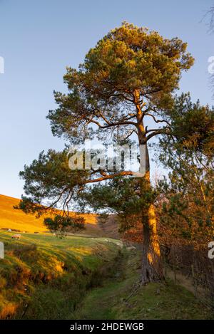 Un vecchio albero di pino scozzese vicino a Edale nelle colline del Peak District, Derbyshire, Inghilterra. Foto Stock