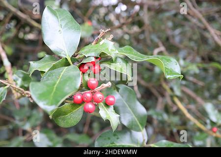 Ilex x altaclerensis «Platyphylla» Holly Platyphylla – bacche rosse e foglie verdi ricche di ovate con costola gialla e vene gialle, gennaio, Regno Unito Foto Stock