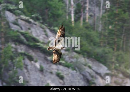 Aquila calva che vola sopra il canyon grande in estate Foto Stock