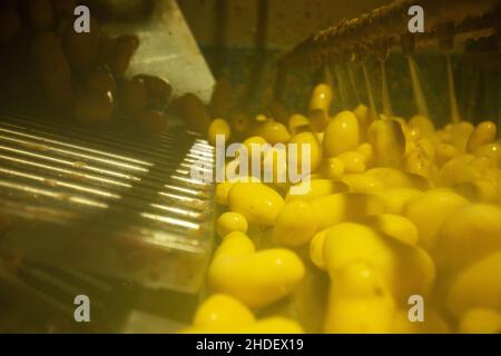 Interni di fabbrica. Produzione di chip. Attrezzatura di fabbrica, processo di produzione del prodotto. Foto di alta qualità Foto Stock