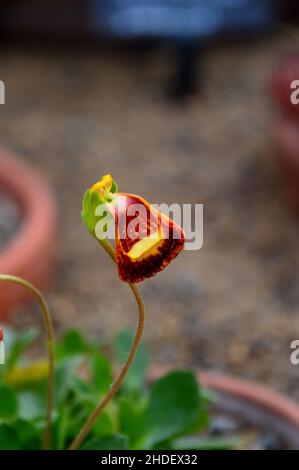 Singolo Slipper Flower Lady's Slipper (Calceolaria Fothergillii) coltivato nel Glasshouse presso RHS Garden Harlow Carr, Harrogate, Yorkshire, Inghilterra, Regno Unito. Foto Stock