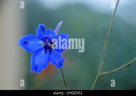 Singolo Blue Siberian Larkspur (Delphinium grandiflorum) Fiore cresciuto nella Glasshouse a RHS Garden Harlow Carr, Harrogate, Yorkshire, Inghilterra, Regno Unito. Foto Stock