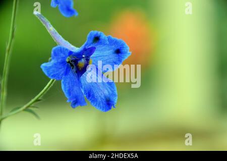 Singolo Blue Siberian Larkspur (Delphinium grandiflorum) Fiore cresciuto nella Glasshouse a RHS Garden Harlow Carr, Harrogate, Yorkshire, Inghilterra, Regno Unito. Foto Stock