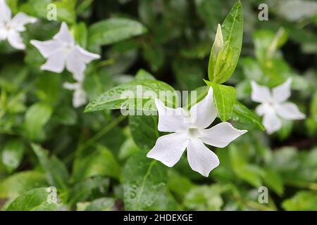 Vinca Major ‘Alba’ Greater bianco perivinkle - fiori bianchi a forma di stella e foglie di ovato verde, gennaio, Inghilterra, Regno Unito Foto Stock