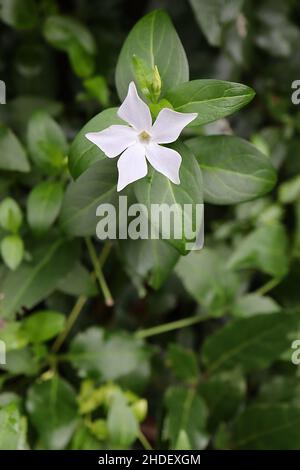 Vinca Major ‘Alba’ Greater bianco perivinkle - fiori bianchi a forma di stella e foglie di ovato verde, gennaio, Inghilterra, Regno Unito Foto Stock