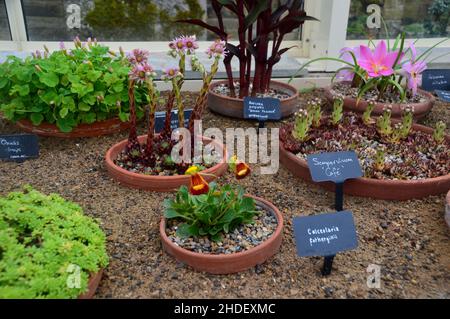 Succulents & Alpine cresciute in vasi di fiori nella casa alpina a RHS Garden Harlow Carr, Harrogate, Yorkshire, Inghilterra, Regno Unito. Foto Stock