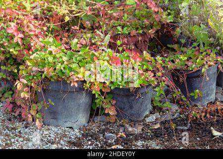 I cespugli di fragole in vaso sono in vendita, primo piano. Piantine di fragole in contenitori in vendita in negozio giardino in primavera. Foto Stock