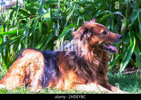 Un cane grel riposa sull'erba al mattino in un giardino nella città coloniale di Villa de Leyva nella zona orientale delle Ande della Colombia centrale. Foto Stock