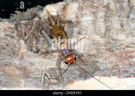 Primo piano Casa cricket (Acheta domestica). La peste si trova spesso nelle case. Foto Stock